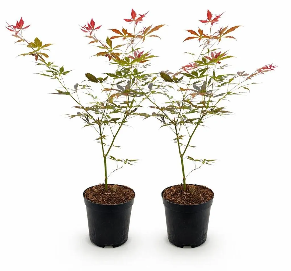 Érable japonais rouge Sumi-nagashi : lot de 2 plantes robustes de 70cm
