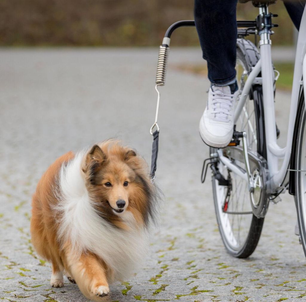 TRIXIE Biker-Set Fahrradhalterung für Hunde mit Produktbild 