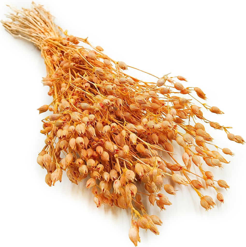 Aufgeblasenes Leimkraut - (Silene) - Pfirsich Produktbild 