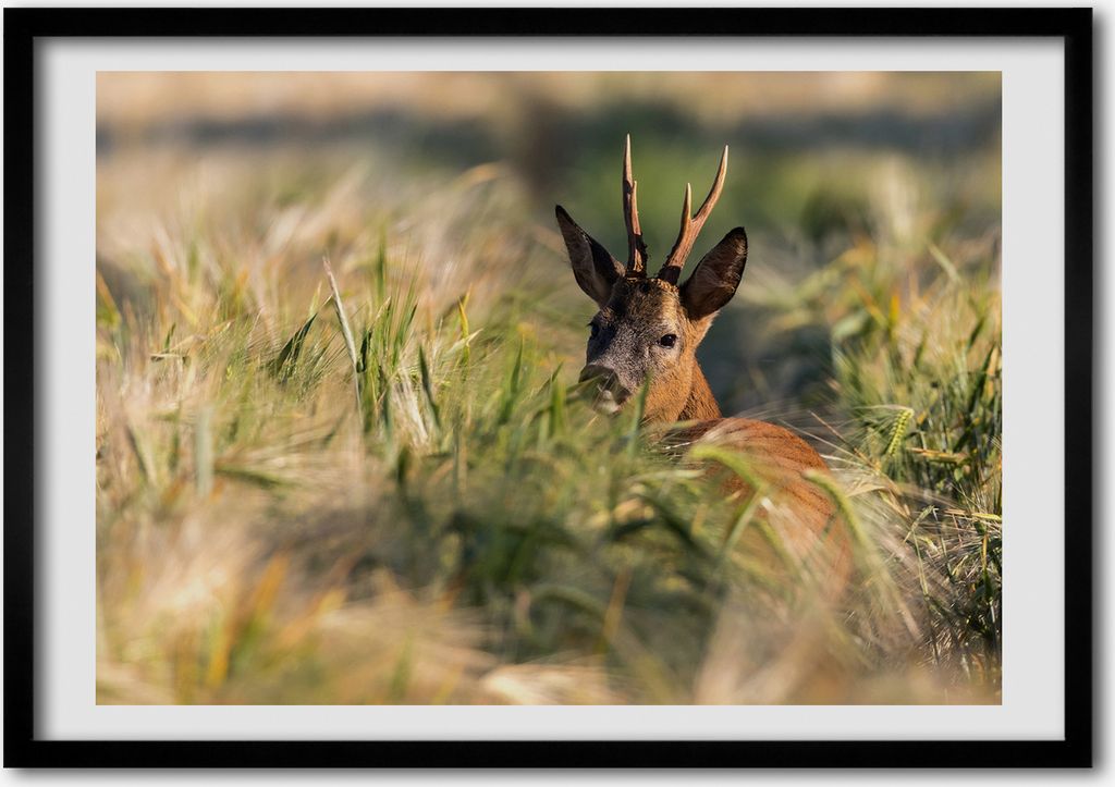 Bild - Bilder - Bilderrahmen - 70 cm x 50 cm - MDF-Rahmen, Wandkunst Deer auf dem Gebiet