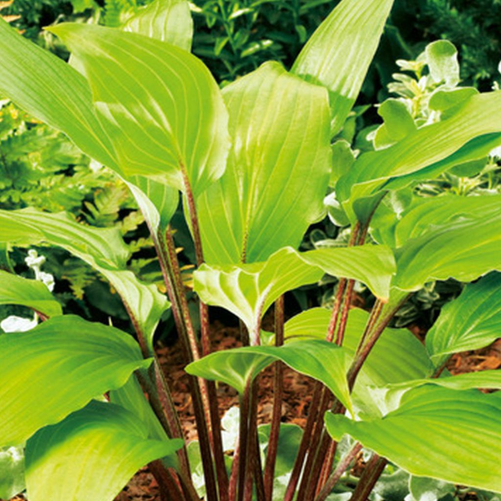 Funkie Hosta Knolle Staude Funkie Herzblattlilie Gooseberry Sundea 1 St.