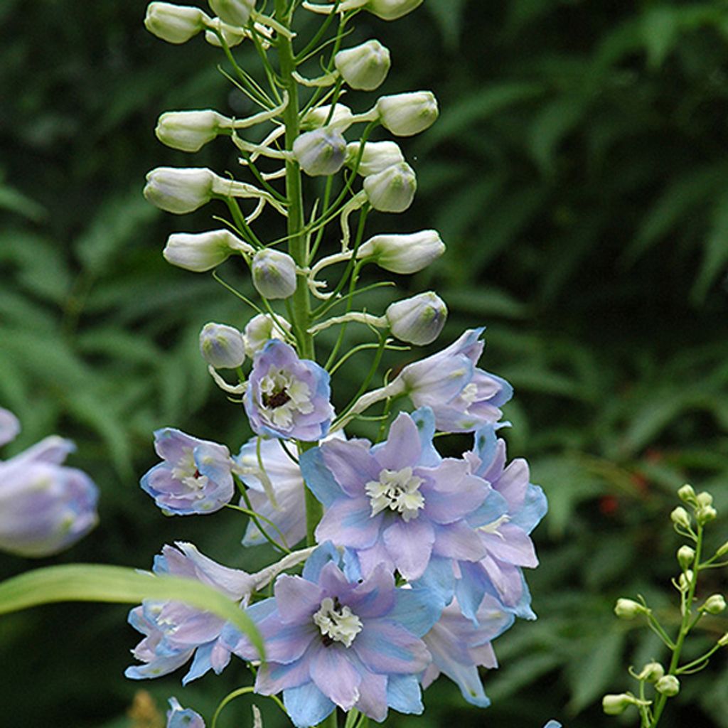 6 ks rastlín Delphinium 'Guinevere' (Rittersporn) | Obrázok produktu 