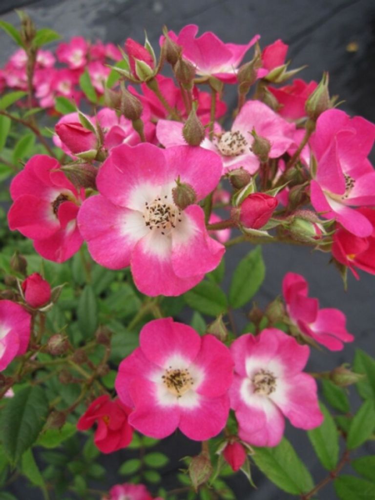 Strauchrose Mozart - Rosa Mozart - Parkrose