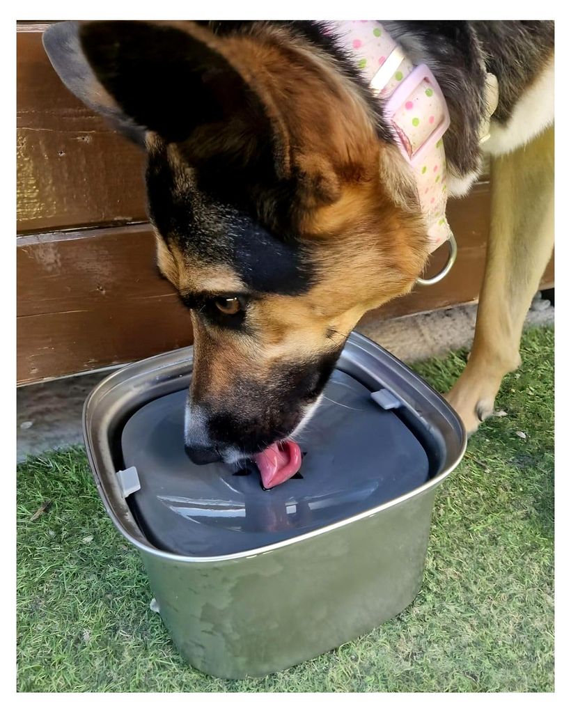 Wassernapf für Hunde - 3L Kapazität - Edelstahl - Rutschfester Trinknapf für große und kleine Hunde - Inklusive Spender mit 4 Beuteln
