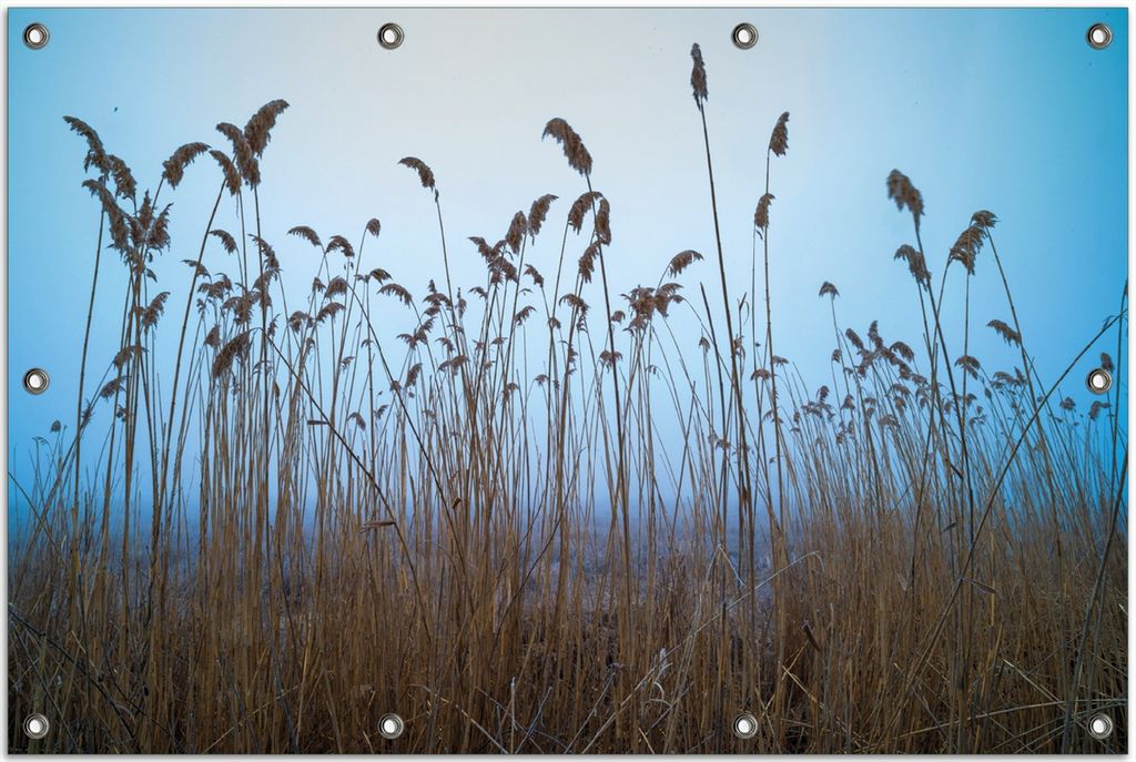 Wallario Outdoor-Poster für Garten oder Balkon, Motiv Schilfrohr am See vor blauem Himmel, in ca. 80 x 120 cm