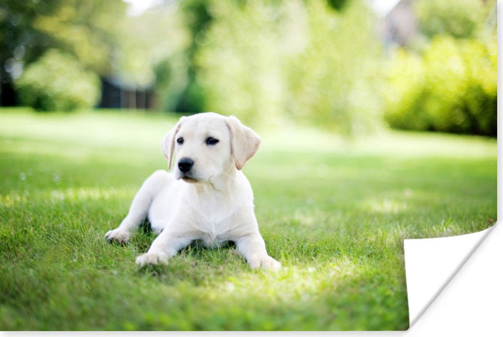 MuchoWow Poster Labrador Welpe im Garten 90x60 cm - Schlafzimmer