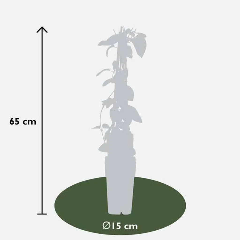 Chèvrefeuille grimpant Halliana parfumé : plante grimpante persistante