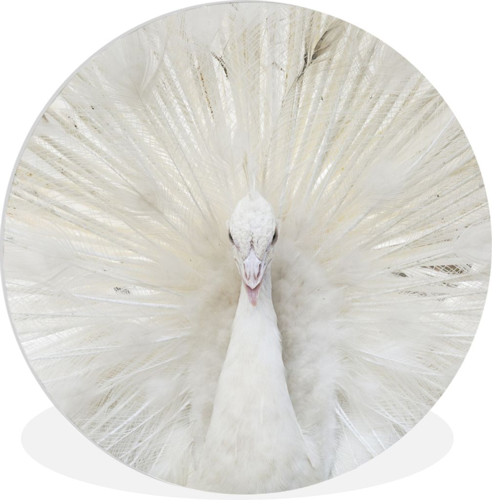 MuchoWow Rundes Wandbild - Runde Bilder Pfau - Federn - Weiß Ø 30 cm Kreis Wanddekoration Kunststoff - Wandkreis - Wandschmuck - Schlafzimmer -...