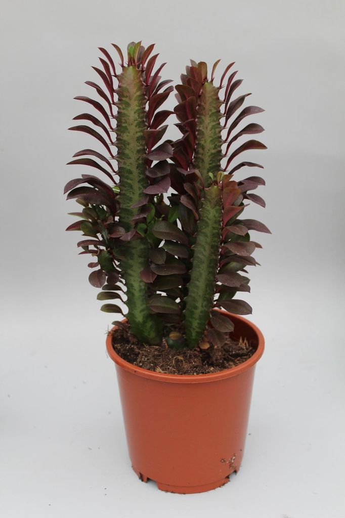 Euphorbia trigona rubra - 30-40cm - Ø12cm - Zimmerpflanze - Immergrün - Kakteen und Sukkulenten