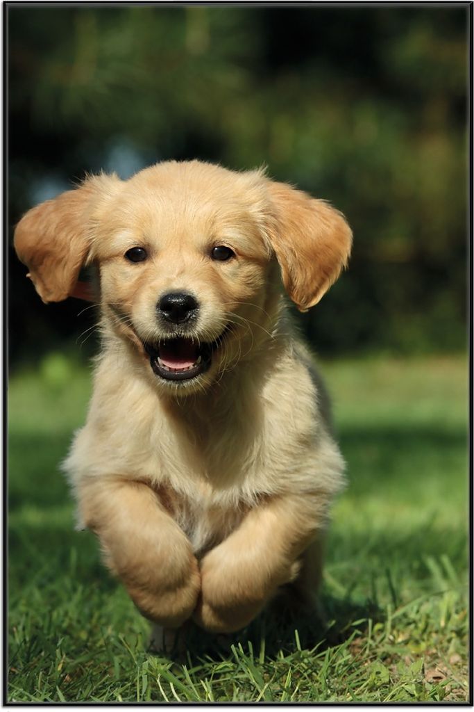 Wallario Wandbild Süßer Hund - Golden Retriever, Größe: 61 x 91,50 cm, Poster mit schwarzem Aluminiumrahmen