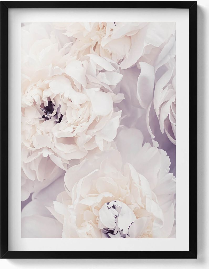 Zarte Pfingstrosenblüten– Wandbild mit Rahmen – Gerahmtes Bild – Wanddekoration – 60x80 cm – Schwarz Rahmen