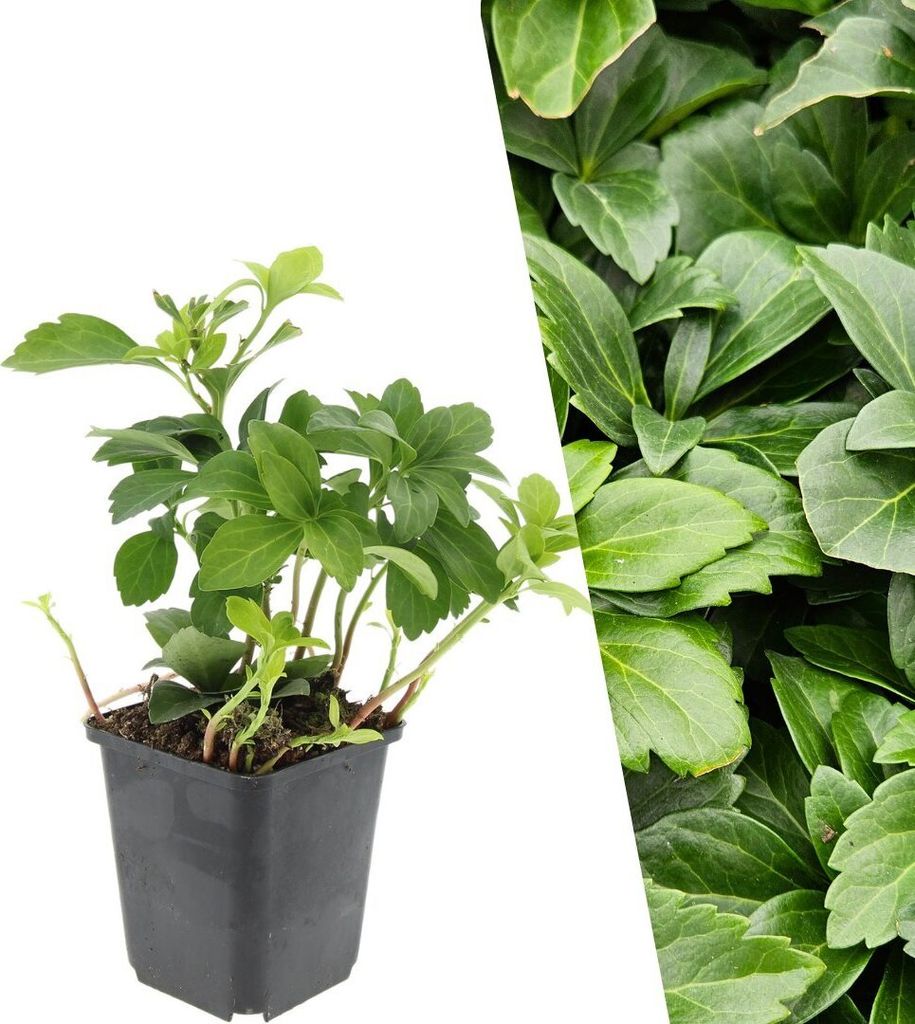 Plants by Frank | 24 Ysander Pflanzen | Pachysandra Produktbild 