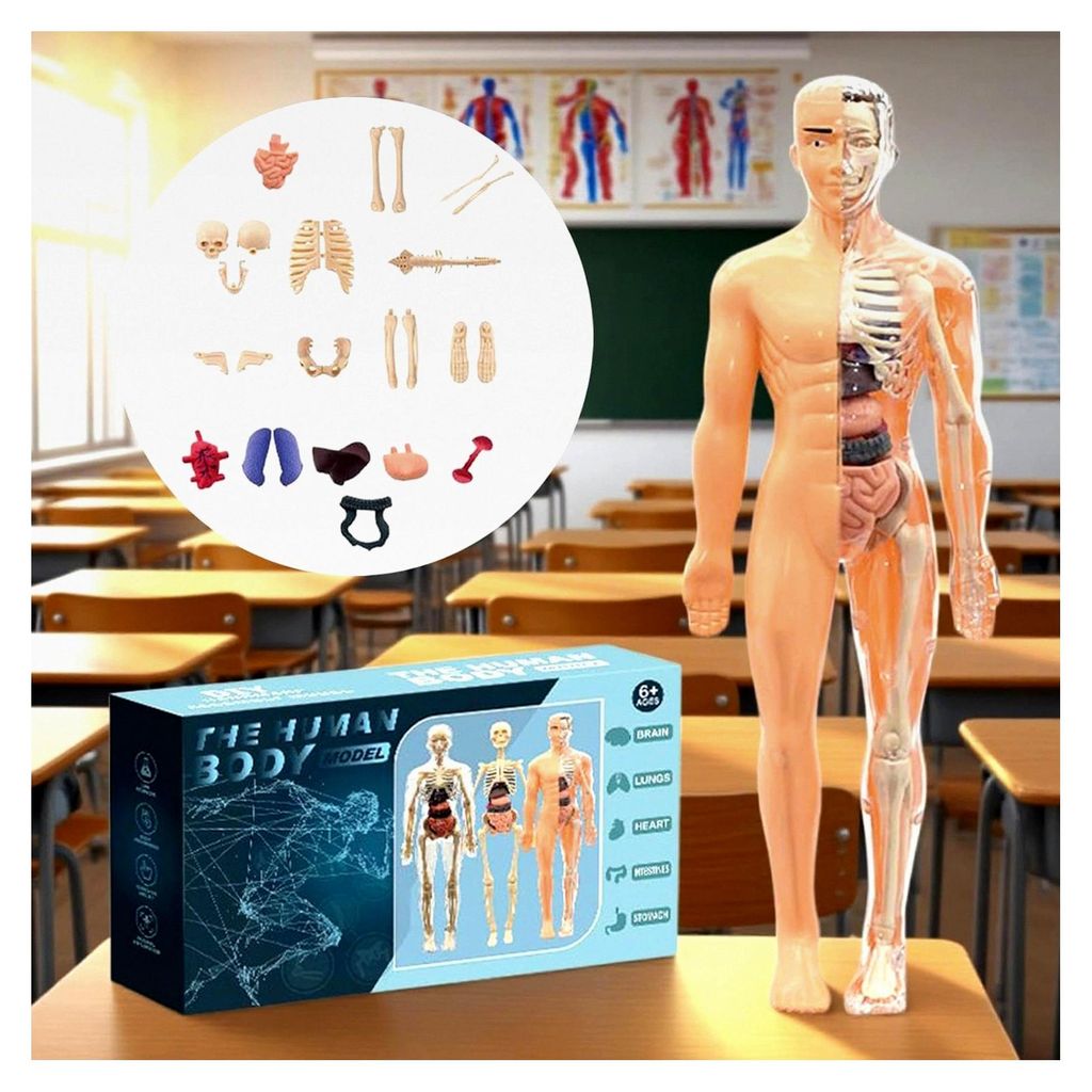 Anatomisches Skelettmodell 3D Menschlicher – Robustes modernes Torso-Modell Bausatz Spielzeug, Für Mädchen ab 6 Jahren, Schüler, Lehrer, Schul...