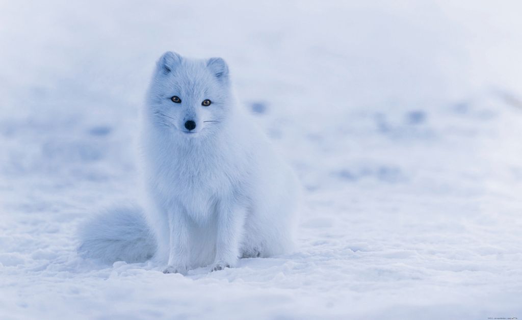 Füchse Kunstdruck Bild - Junger Polarfuchs Welpe Im Schnee (60 x 80 cm)