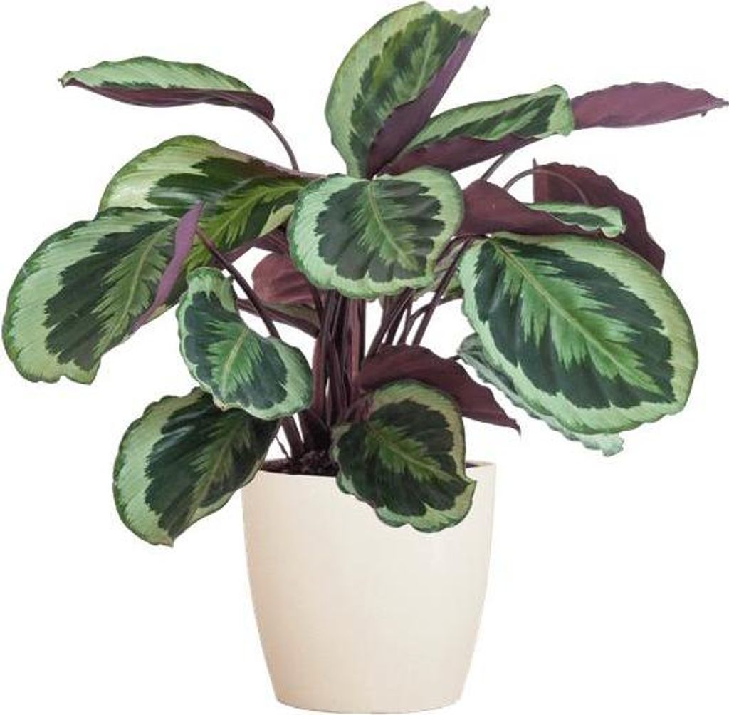 Calathea Medaillon 65cm – Korbmarante Zimmerpflanze Ø21cm im weißen Viber Topf – dekorative tropische Grünpflanze mit gemusterten Blättern