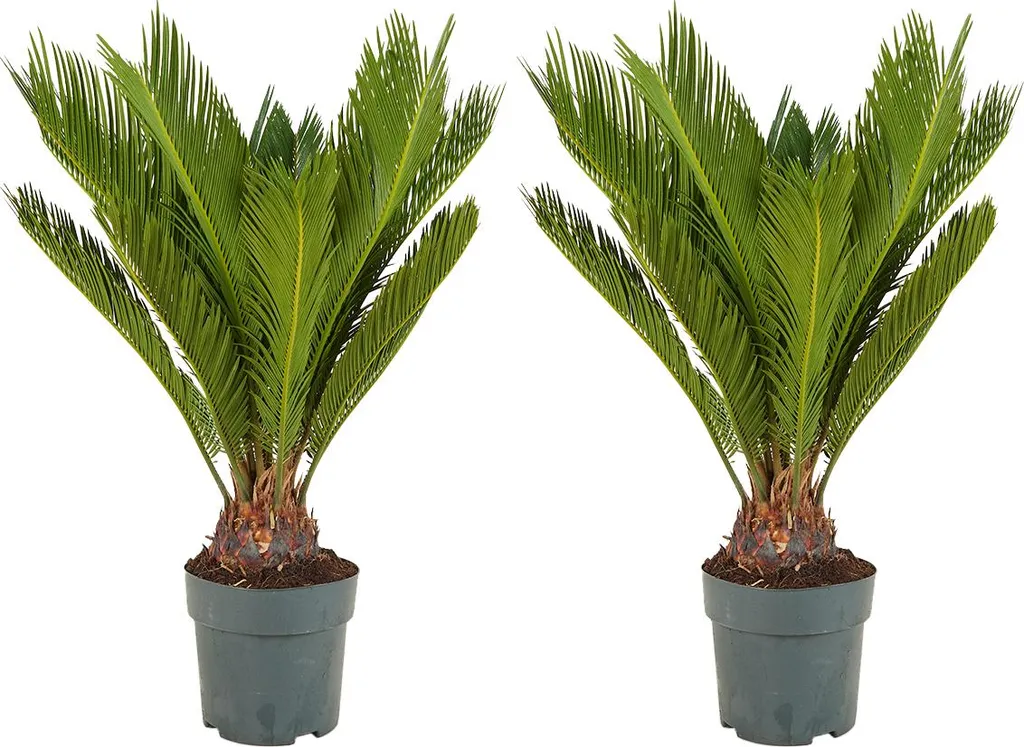 Plante d'intérieur Cycas Revoluta Lot de 2 Palmiers de la Paix 80 cm