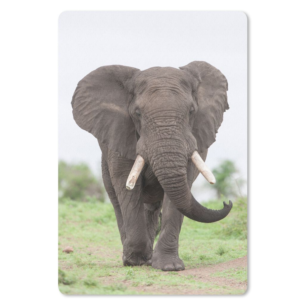 MuchoWow Mauspad Mousepad Elefant - Tiere - Gras - Natur 18x27 cm - Mousepads - Maus Mat - Pad - Mausunterlage