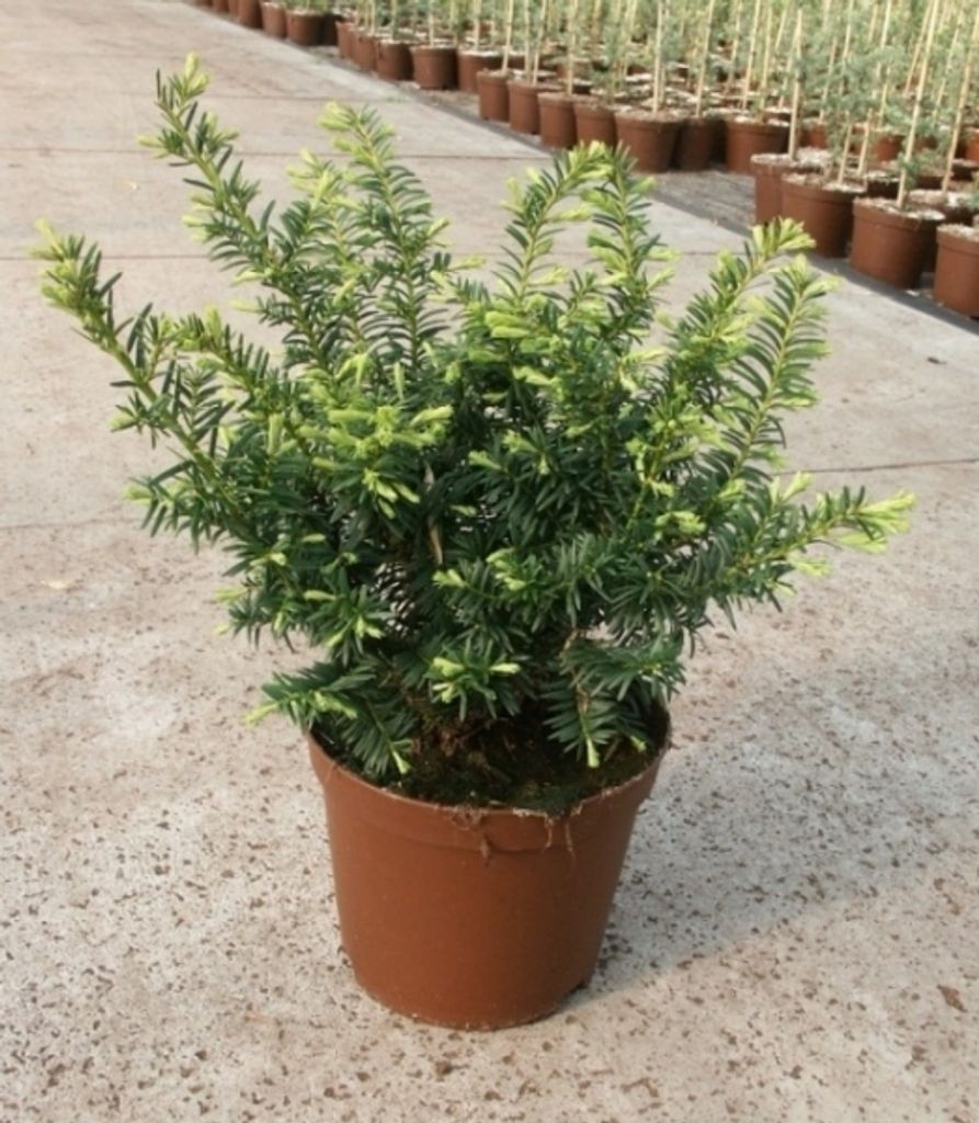 Taxus baccata Summergold - Goldeibe Summergold - 30-40
