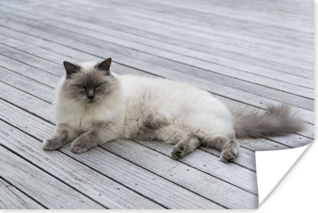 MuchoWow Poster Eine Ragdoll-Katze liegt auf dem Steg 30x20 cm - Plakate - Print