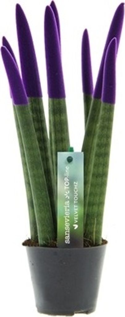 Sansevieria Cylindrica Straight -Spaghetti VELVET TOUCHZ - 15-20 cm Bogenhanf Zimmerpflanze (Lila)
