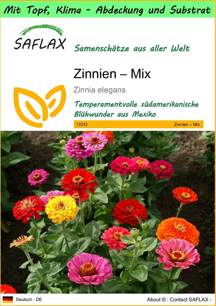 SAFLAX Garden to go - Zinnien – Mix - Zinnia elegans - 50 Samen - Mit Topf, Klima - Deckel und Anzuchtsubstrat