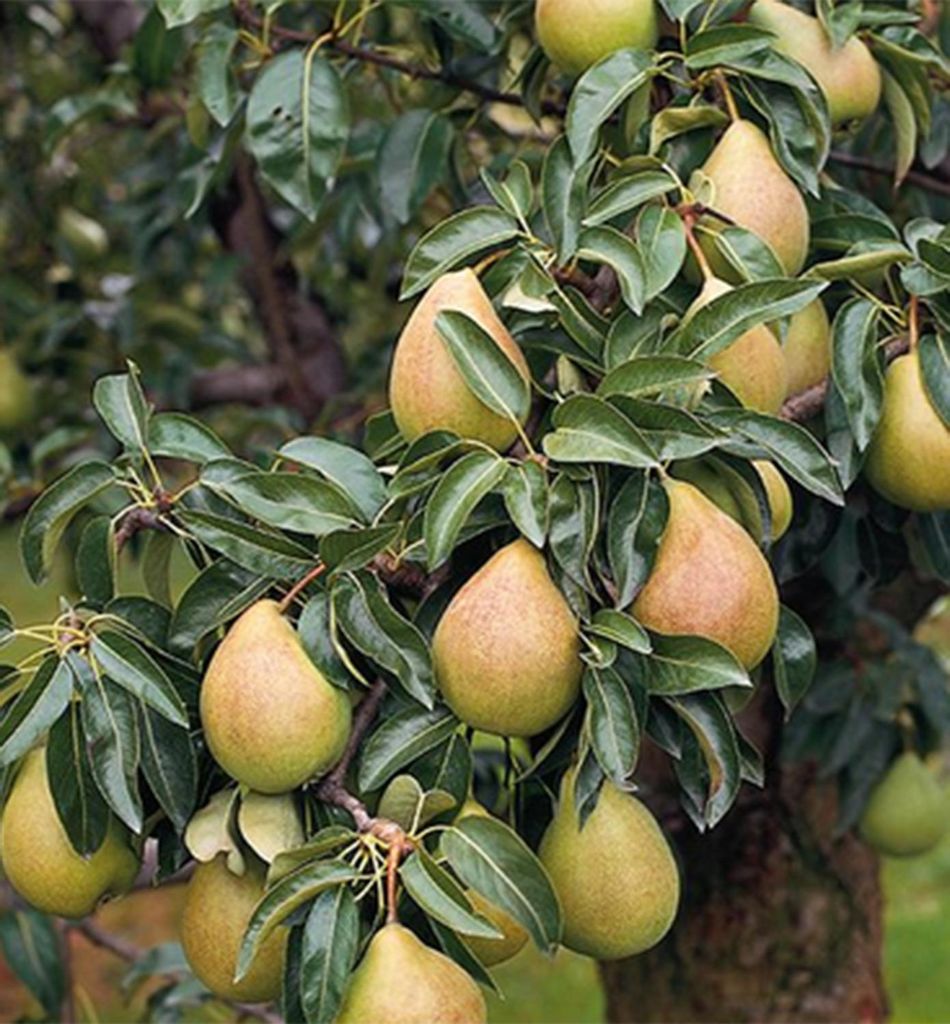 Birnenbaum ́CHARNEUX ́ Unterlage Kaukasische Birne, wurzelnackt