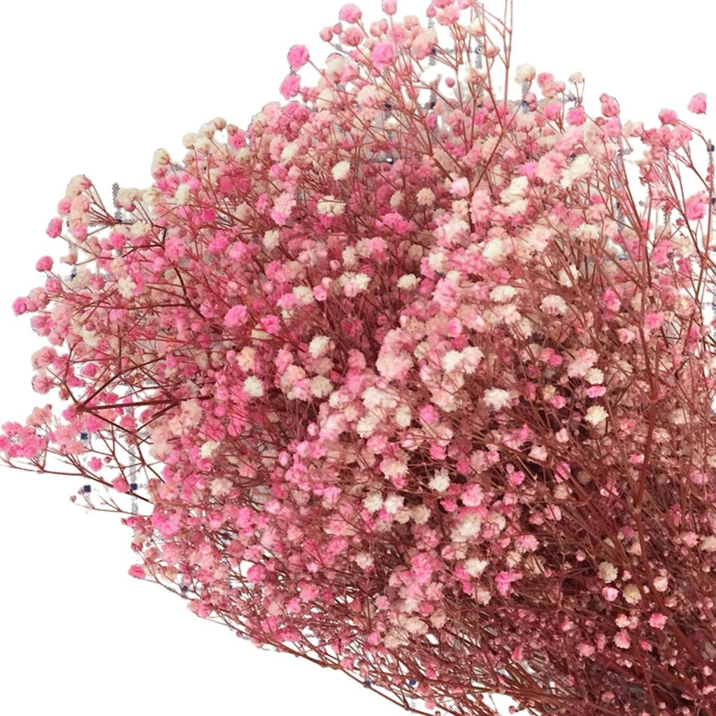 Aeonium Bouquet Getrocknete Blumen Leuchtende Farbe Lichtecht Pflegeleicht Natürlich Getrocknete Gypsophila Valentinstag Dekoration Szene