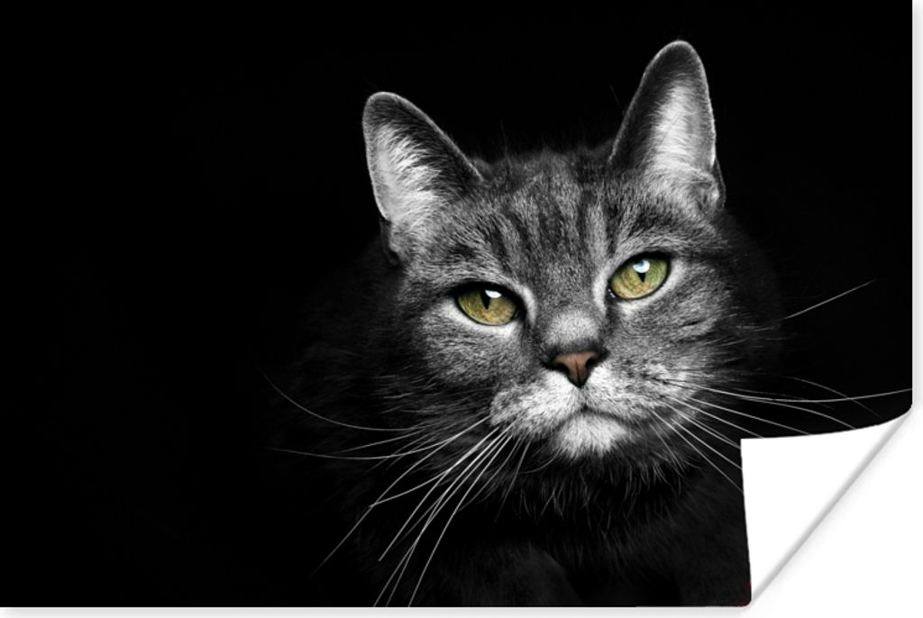 MuchoWow Poster Haustiere - Katze - Tiere - Schwarz - Weiß 60x40 cm - Schlafzimmerdekoration