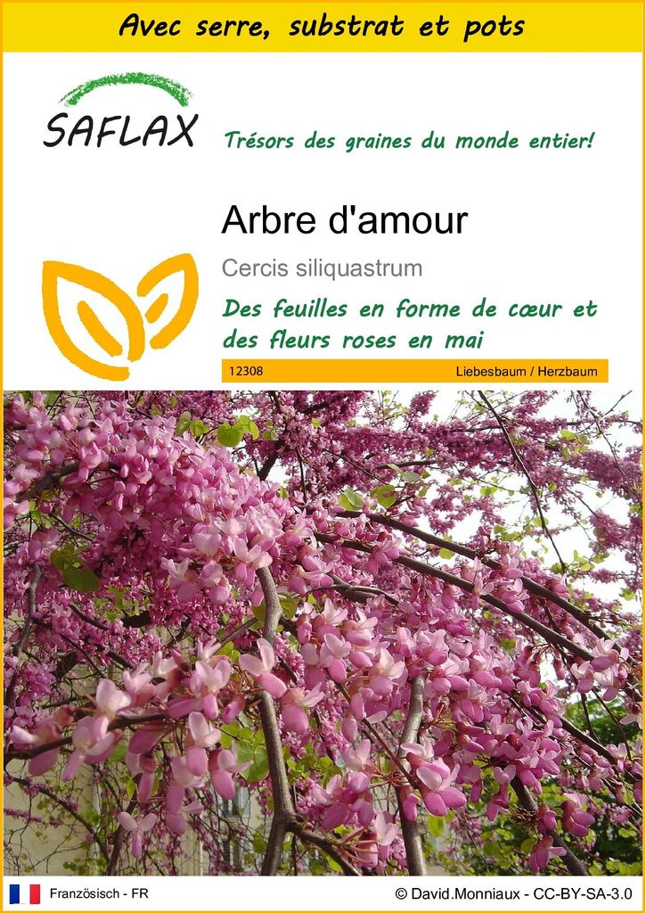 SAFLAX Ensemble de culture - Arbre d'amour - 60 graines - Image du produit 
