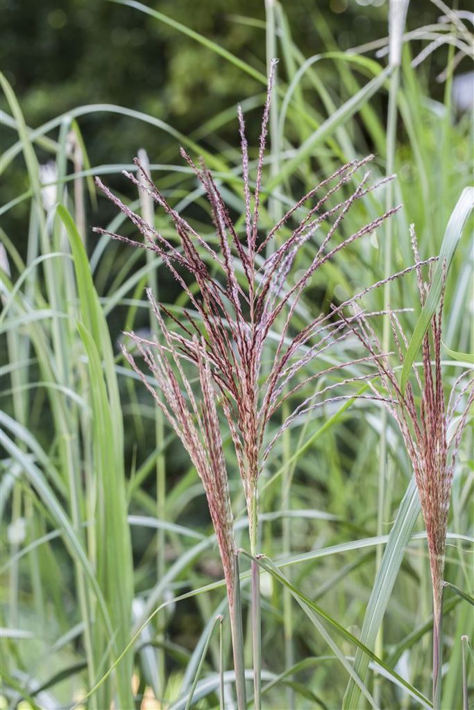 Miscanthus sinensis 'Malepartus', Chinaschilf, ca. 9x9 cm Topf