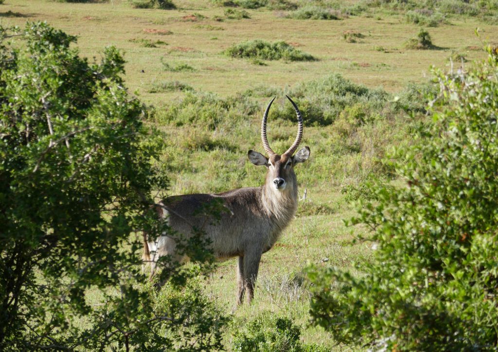 hansepuzzle 70493 - Safari Puzzle, 260 Teile, Natur, 41,0 x 28,0cm mit hochwertiger Aufbewahrung, Kartonbox und wiederverschließbarem Beutel