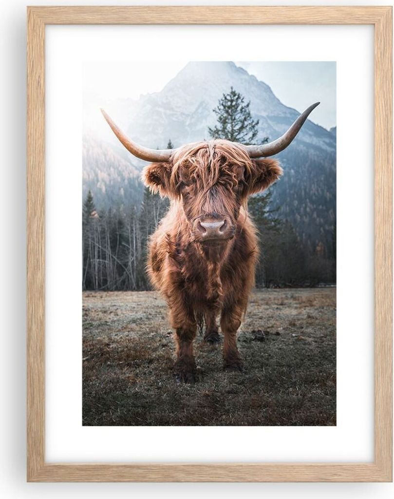 Gerahmtes Poster - Rahmen in heller Eiche - Scotch Kuh Weide - 30x40 cm - Wand Bild - Wanddeko - Wandbilder - Kunstposter - Wandposter - Bilderrahm...