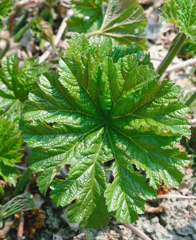 Darmera peltata, Schildblatt, ca. 11x11 cm Topf, dekorative Produktbild 