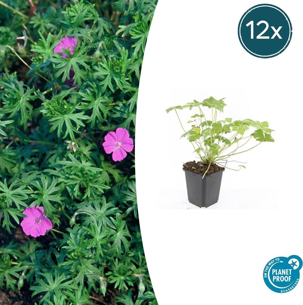 Bodendecker - Blut-Storchschnabel - Geranium sanguineum 'Tiny Monster' - 9cm Topf - Set mit 12 Pflanzen