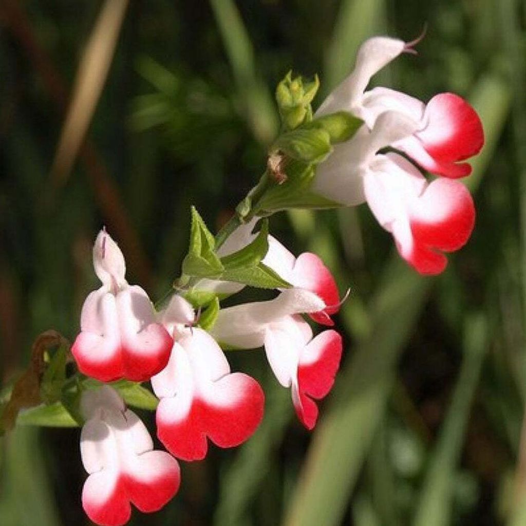 Bakker.com - Johannisbeer-Salbei Hot Lips, Der topf / Ø 9cm