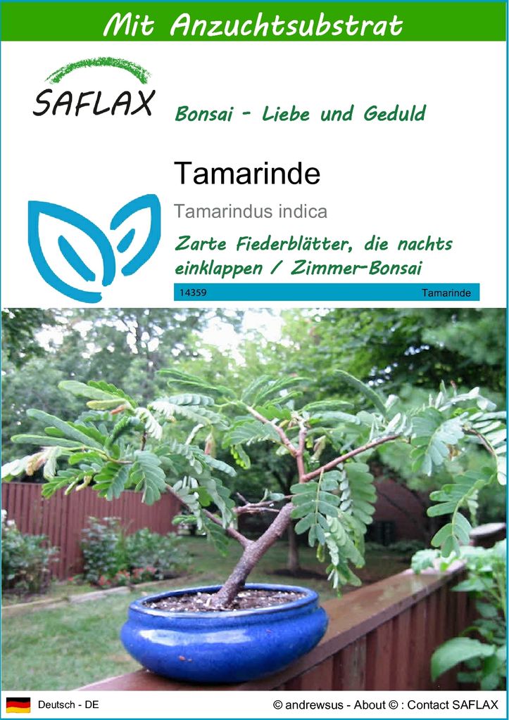 SAFLAX - Tamarinde - Tamarindus indica - 4 Samen - Mit Produktbild 
