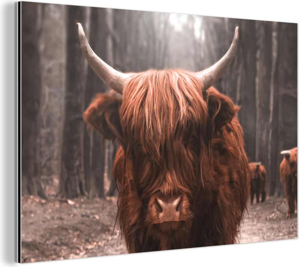 MuchoWow Wanddekoration Metall Metallbild Wandkunst 30x20 cm Schottisches Hochlandrind - Wald - Kuh - Tiere - Natur MuchoWow Aluminium Gemälde - A...