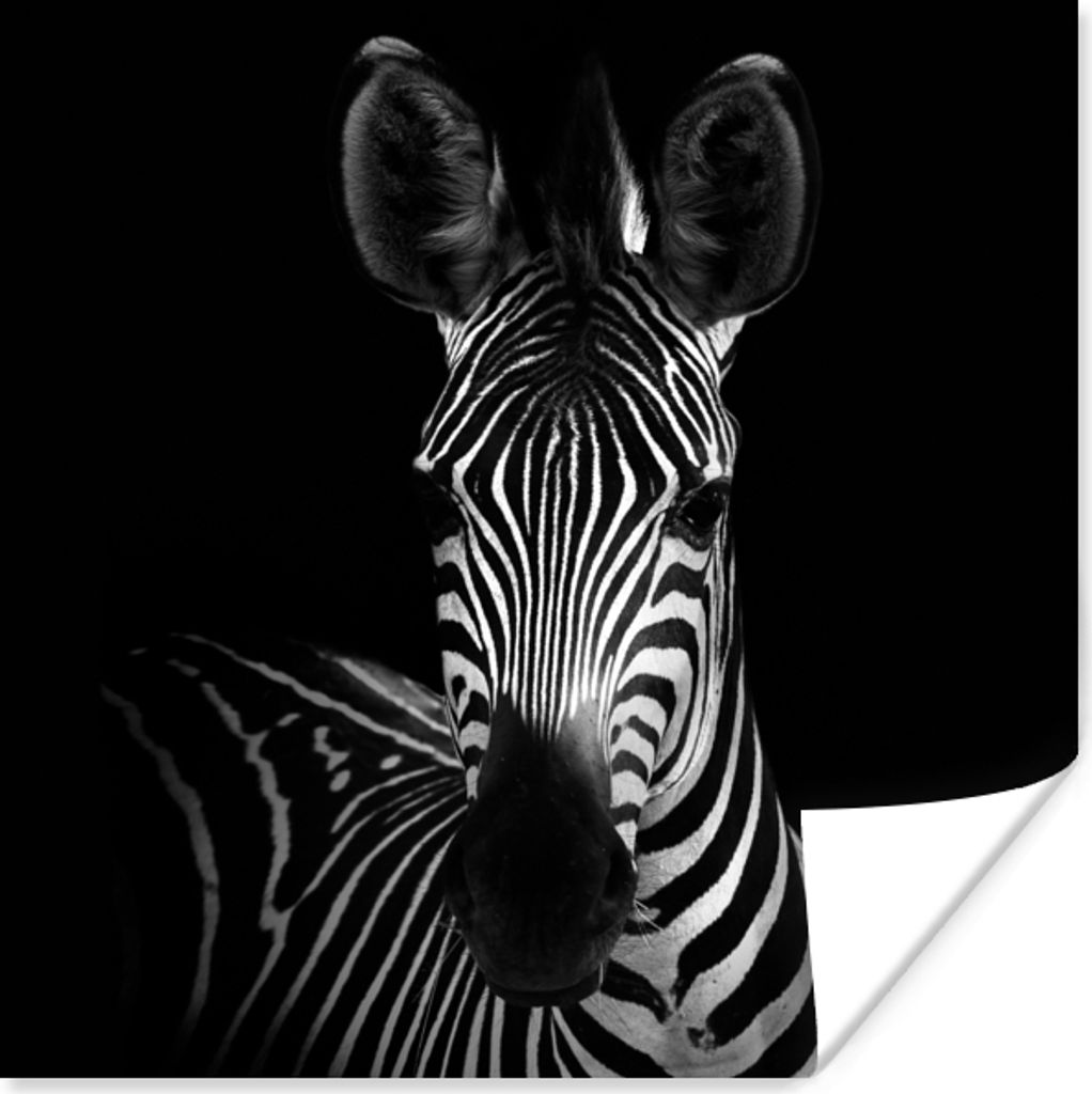 MuchoWow Poster Zebra - Schwarz - Weiß - Tiere 30x30 cm - Wandposter - Printing
