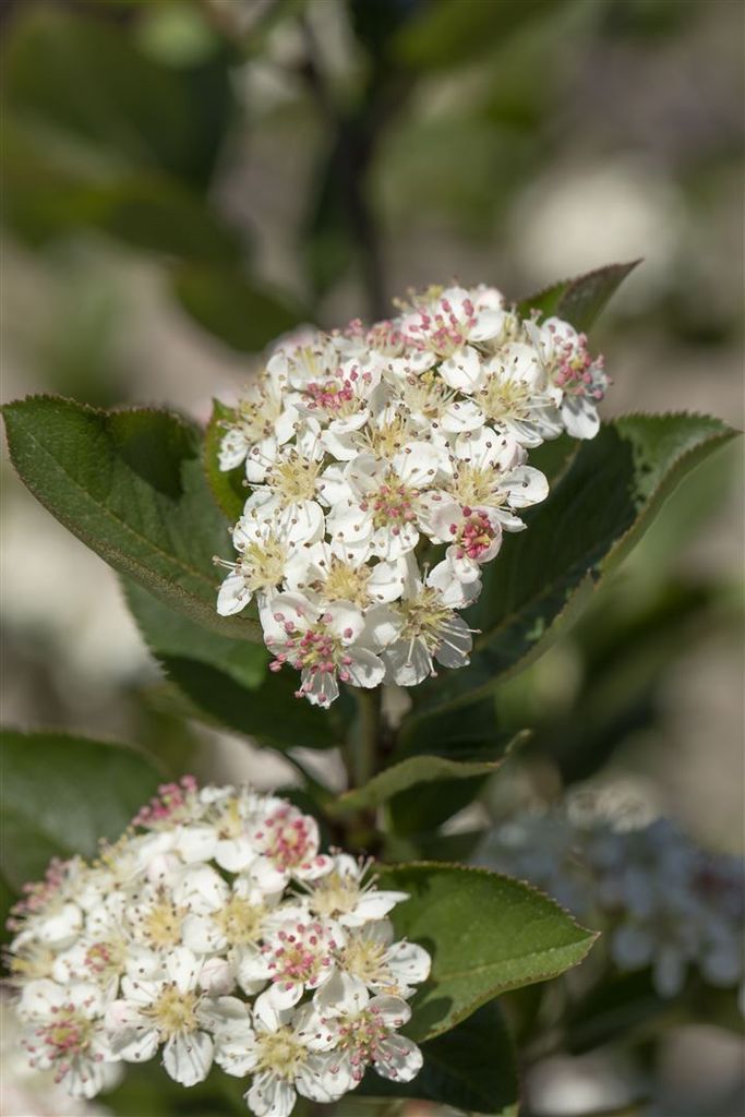 Aronia arbutifolia 'Brilliant', Rote Apfelbeere, 40–60 cm