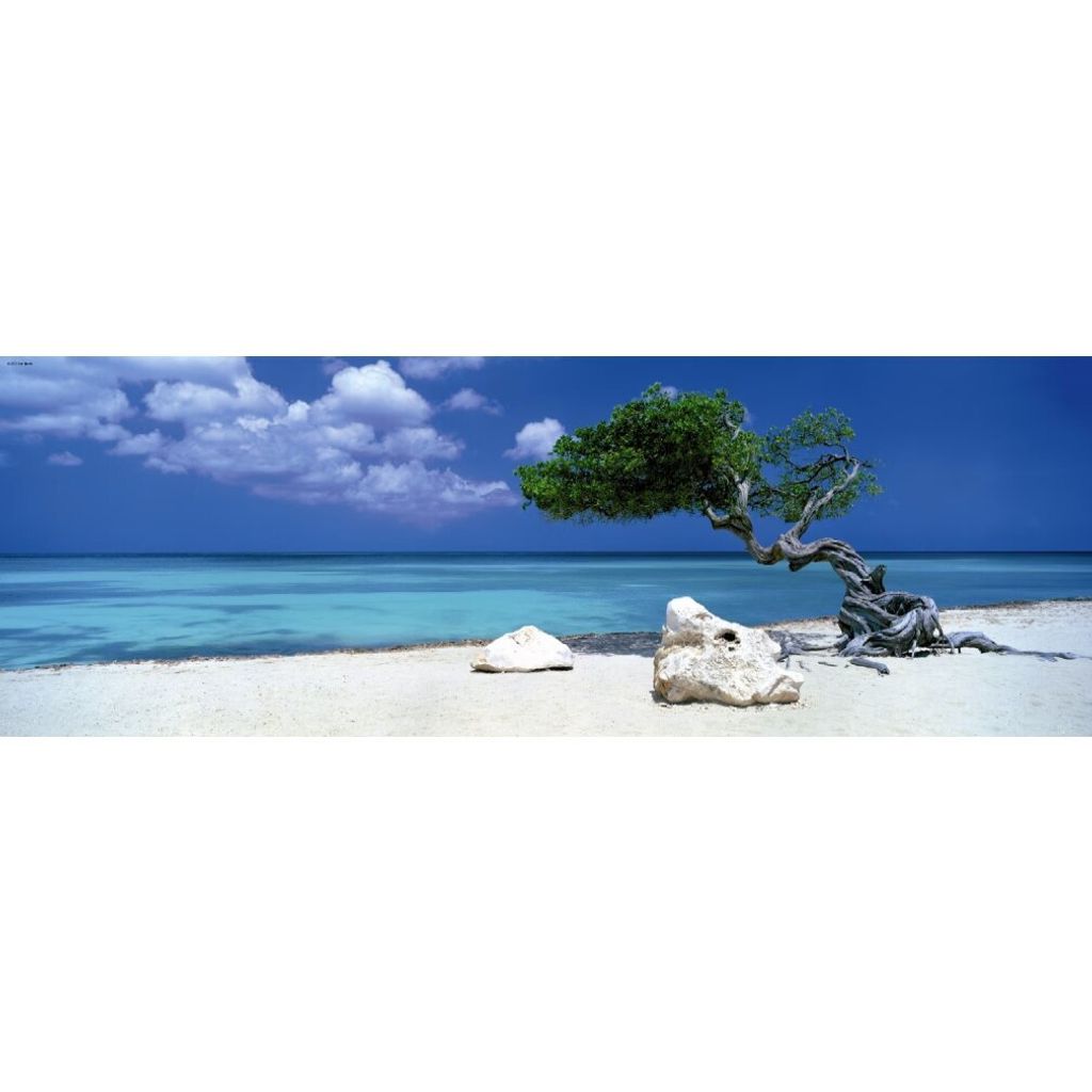 Divi Divi Tree. 1000 Teile