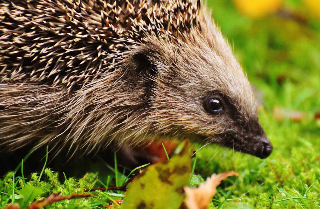 hansepuzzle 16529 - Igel Puzzle, 500 Teile, Tierwelt, 46,0 x 30,0cm mit hochwertiger Aufbewahrung, Kartonbox und wiederverschließbarem Beutel