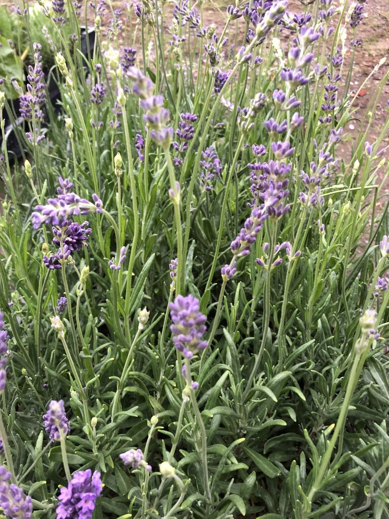 6 x Lavandula angustifolia 'Munstead' - Lavandel im topf 9 x 9 cm