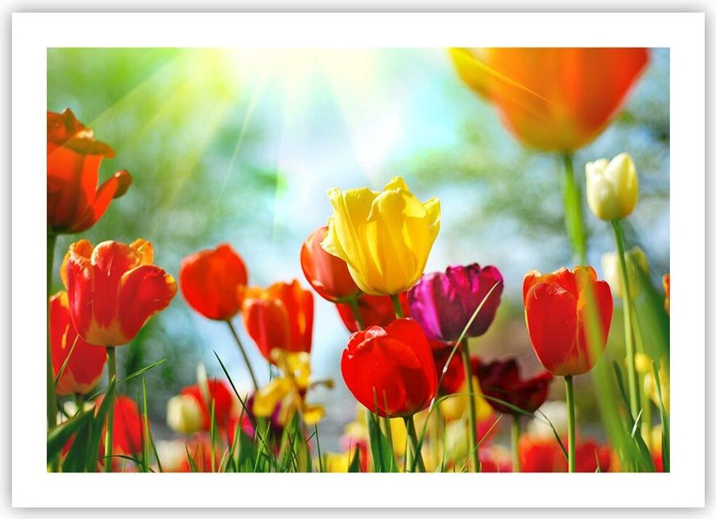 Poster - Poster ohne Rahmen - Tulpe Blume Plantage Wiese - 70x50 cm - Wand Bild - Wanddeko - Wandbilder - Kunstposter - Wandposter - Bilder - Kunst...