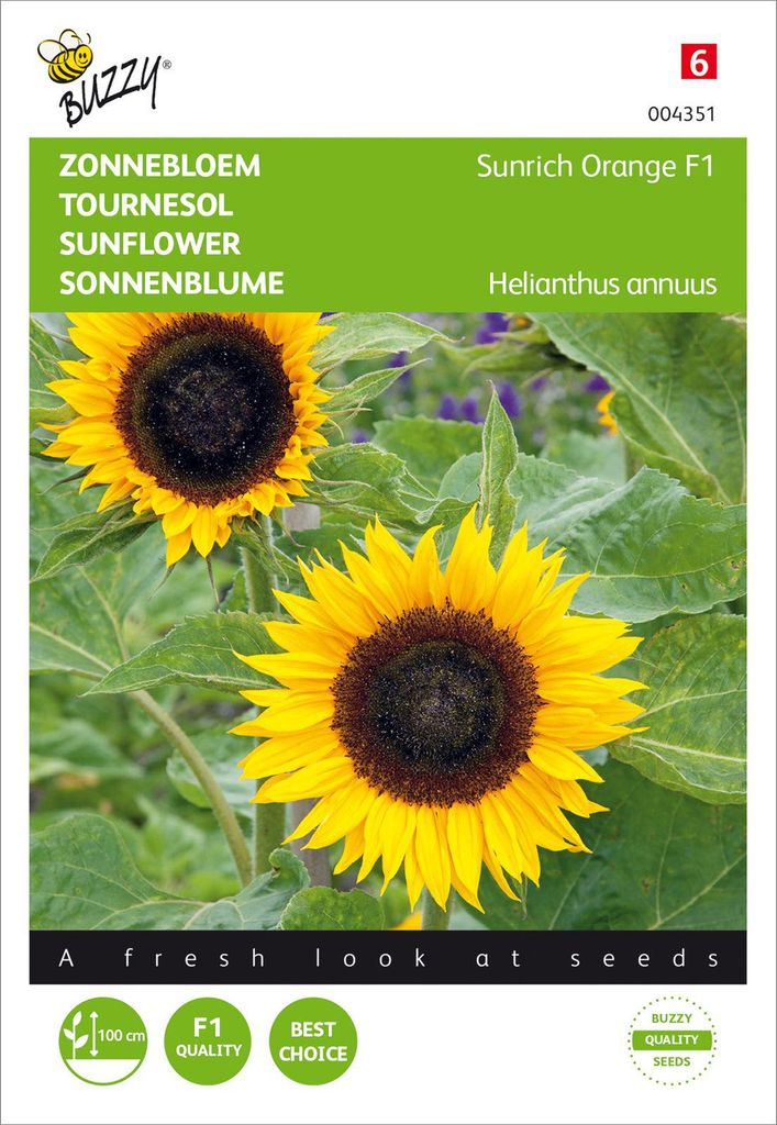 Sonnenblume Sunrich Orange F1 | Sonnenblumensamen von Buzzy Seeds