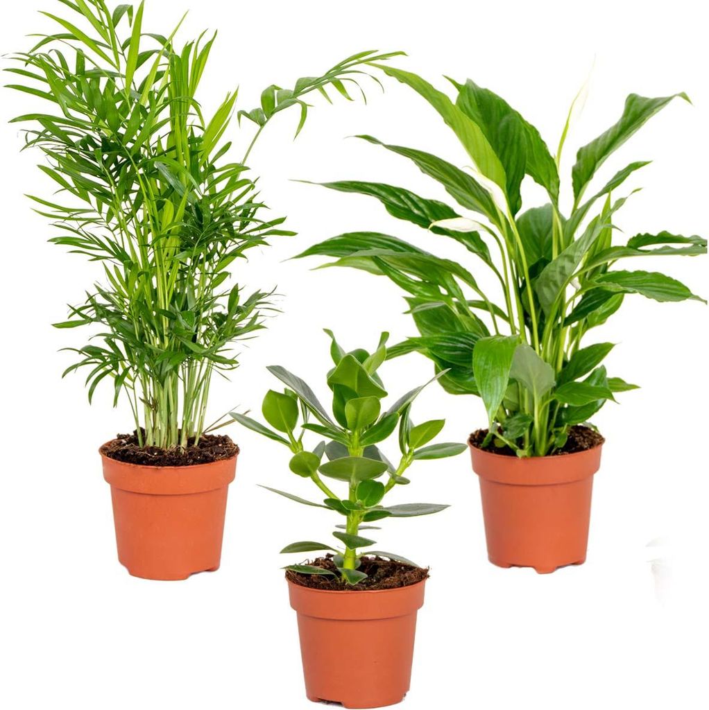 Bloomique - Mix 3 - Rośliny do sypialni - Spathiphyllum, Zdjęcie produktu 