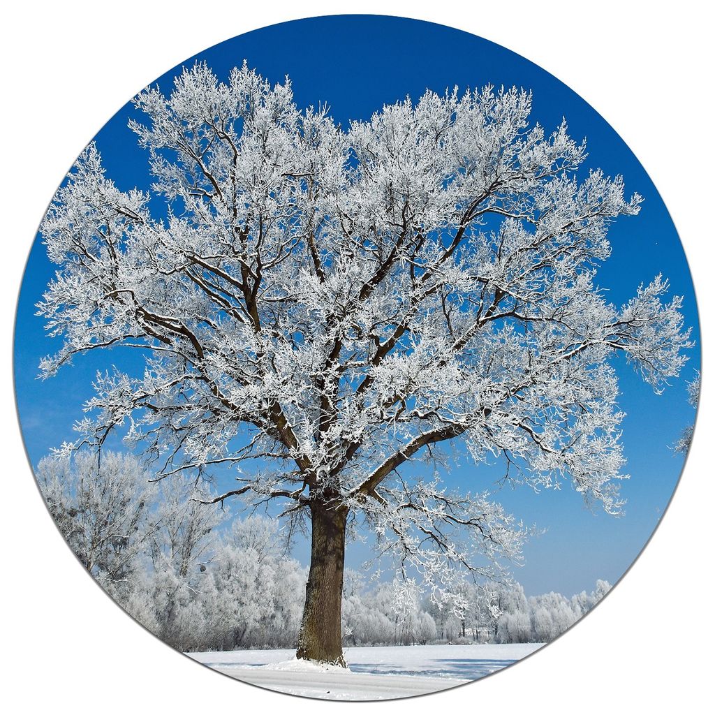 Wallario wasserfestes Poster selbstklebend 90 x 90 cm, Schneebedeckter Baum mit blauen Himmel, Badezimmerposter Spritzschutz mit Hochglanzoberfläc...