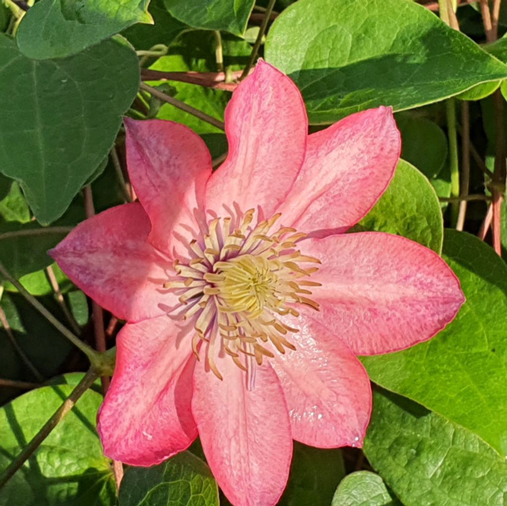 Clematis Little Mermaid 1L Obrázek produktu 