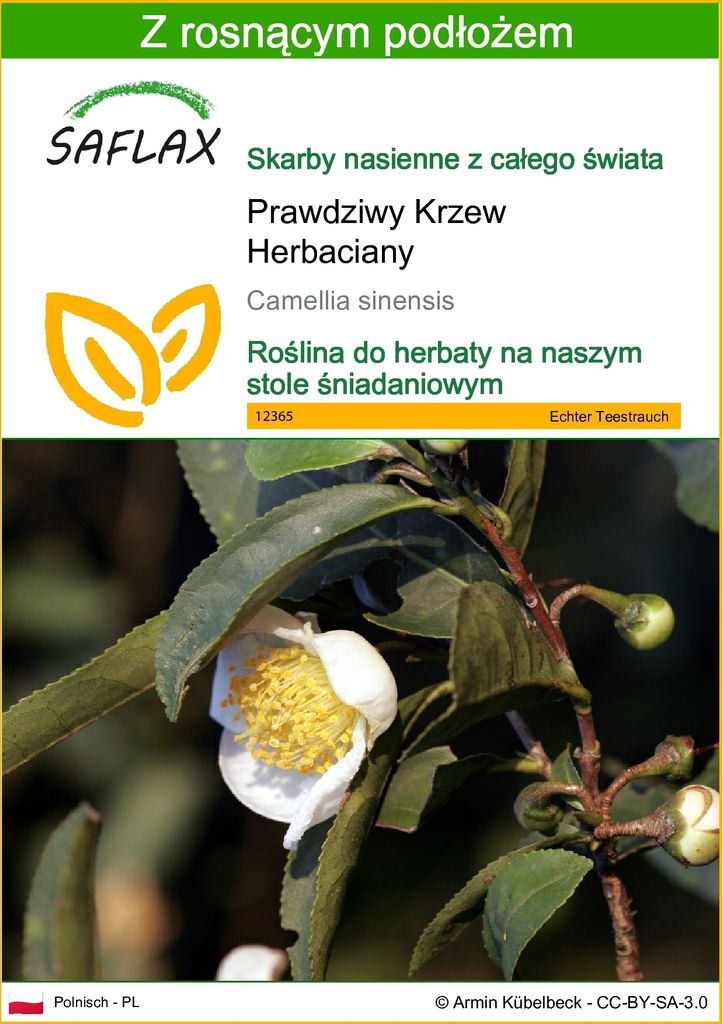SAFLAX - Prawdziwy Krzew Herbaciany - 6 Nasiona - Z Zdjęcie produktu 