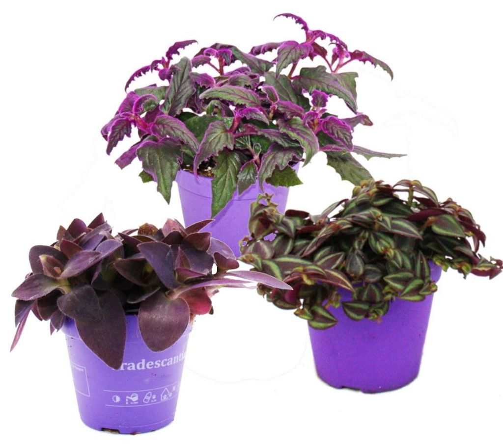 Trio de plantes d'intérieur « Purple Leaves » : lot de 3 Image du produit 