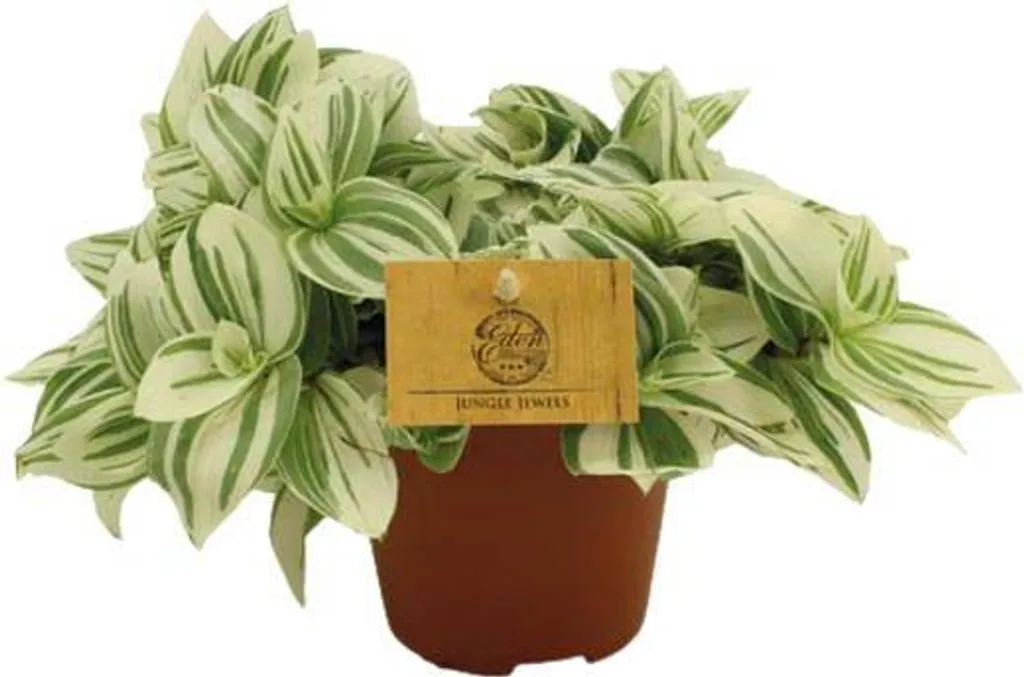 Plante de bureau Fleur à trois mâts Tradescantia Brightness Ø 12 cm